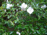 Bodnant Garden &ndash; &copy; Norbert Binder (Eberhardt TRAVEL)