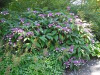 Bodnant Garden &ndash; &copy; Norbert Binder (Eberhardt TRAVEL)