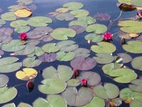 Bodnant Garden &ndash; &copy; Norbert Binder (Eberhardt TRAVEL)