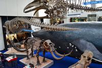 130 Natural History Museum &ndash; &copy; Konrad Füssel (Eberhardt TRAVEL)