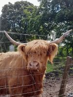 Highland Cattle &ndash; &copy; Sinah Witzig (Eberhardt TRAVEL)