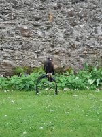 Falkner Show im Dunrobin Castle &ndash; &copy; Sinah Witzig (Eberhardt TRAVEL)