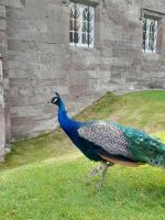 Scone Palace &ndash; &copy; Sinah Witzig (Eberhardt TRAVEL)