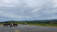 20220712 104113 Dartmoor-Ponys &ndash; &copy; Marlies Thrum (Eberhardt TRAVEL)