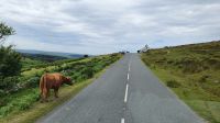 20220712 105821 Dartmoor &ndash; &copy; Marlies Thrum (Eberhardt TRAVEL)