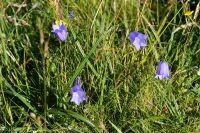Glockenblumen  &ndash; &copy; Andreas Böcker (Eberhardt TRAVEL)