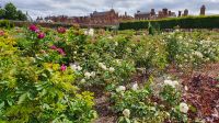 20220803 130518 Rosengarten am  Hampton Court Palace &ndash; &copy; Marlies Thrum (Eberhardt TRAVEL)