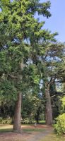 121 Arley Arboratum & Gardens &ndash; &copy; Konrad Füssel (Eberhardt TRAVEL)