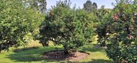 124 Arley Arboratum & Gardens &ndash; &copy; Konrad Füssel (Eberhardt TRAVEL)