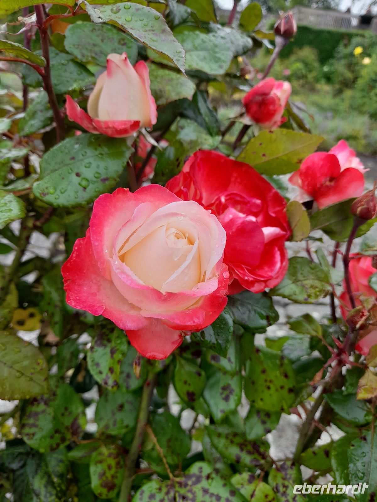 Drum Castle Gardens &ndash; &copy; Sinah Witzig (Eberhardt TRAVEL)