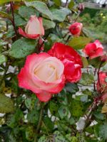 Drum Castle Gardens &ndash; &copy; Sinah Witzig (Eberhardt TRAVEL)