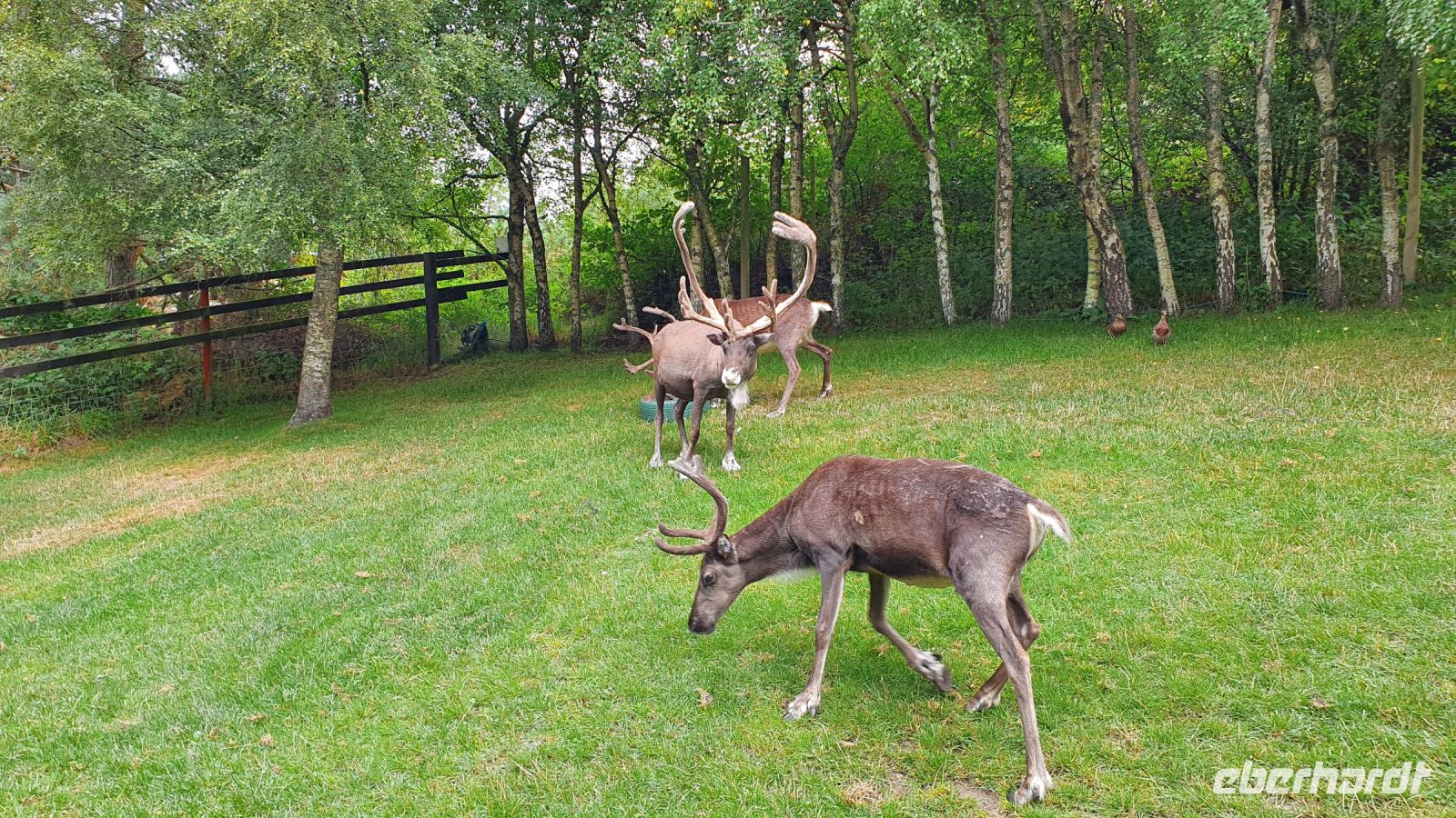 20220815 105830 Reindeer Center Aviemore &ndash; &copy; Marlies Thrum (Eberhardt TRAVEL)