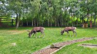 20220815 105101 Reindeer Center Aviemore &ndash; &copy; Marlies Thrum (Eberhardt TRAVEL)