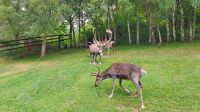 20220815 105830 Reindeer Center Aviemore &ndash; &copy; Marlies Thrum (Eberhardt TRAVEL)