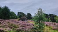 20220816 111618 Hütte im  Highland Folk Museum &ndash; &copy; Marlies Thrum (Eberhardt TRAVEL)