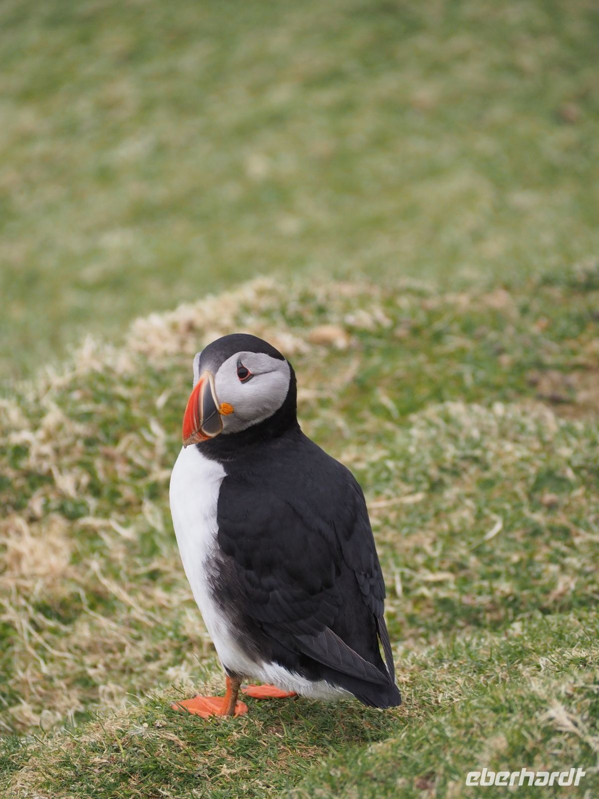 Papageientaucher &ndash; &copy; Sinah Witzig (Eberhardt TRAVEL)