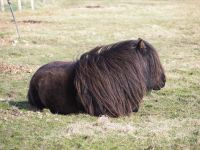 Shetlandponies &ndash; &copy; Sinah Witzig (Eberhardt TRAVEL)
