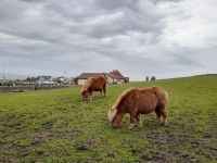 Shetlandponies &ndash; &copy; Sinah Witzig (Eberhardt TRAVEL)