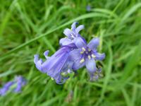 Bluebellblüte - Waldhyazinthe