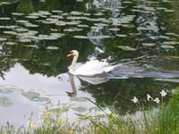 Hever Castle Schwan