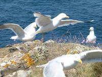 Pembrokeshire Coast Path &ndash; &copy; Ralf Kuchenbecker (Eberhardt TRAVEL)