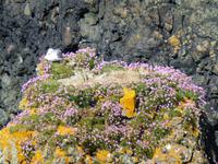 Pembrokeshire Coast Path &ndash; &copy; Ralf Kuchenbecker (Eberhardt TRAVEL)