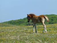 Stakepole Head &ndash; &copy; Ralf Kuchenbecker (Eberhardt TRAVEL)