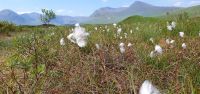 20230614 123414Wollgras im Rannnoch Moor &ndash; &copy; Marlies Thrum (Eberhardt TRAVEL)