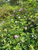in Balmoral &ndash; &copy; Barbara Pflicke (Eberhardt TRAVEL)