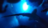 1002 Hull - The Deep &ndash; &copy; Jörg Nesse (Eberhardt TRAVEL)