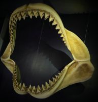 1003 Hull - The Deep &ndash; &copy; Jörg Nesse (Eberhardt TRAVEL)