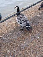 St. James´s Park (2) &ndash; &copy; Barbara Pflicke (Eberhardt TRAVEL)