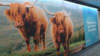 ein herzliches Willkommen in Glasgow  20230728 125014 &ndash; &copy; Marlies Thrum (Eberhardt TRAVEL)