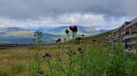 Blick vom Aonach Mor 20230730 103325 &ndash; &copy; Marlies Thrum (Eberhardt TRAVEL)
