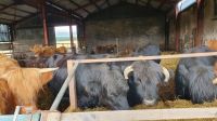 Grace s Farm in Aberdeenshire 20230803 100845 &ndash; &copy; Marlies Thrum (Eberhardt TRAVEL)