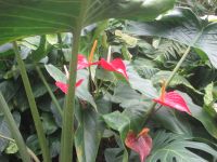 Flamingoblume &ndash; &copy; Heike Heinen (Eberhardt TRAVEL)