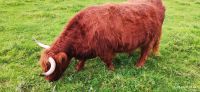 146 Highland Folk Museum, Highland Cattle &ndash; &copy; Konrad Füssel (Eberhardt TRAVEL)