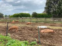 Glückliche Ferkel &ndash; &copy; Gerold Achim Adamietz (Eberhardt TRAVEL)