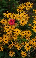 Arley Aboretum & Gardens.JPG &ndash; &copy; Burkhard Herpich (Eberhardt TRAVEL)