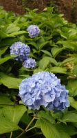 Arley Aboretum & Gardens.JPG &ndash; &copy; Burkhard Herpich (Eberhardt TRAVEL)
