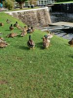 Enten &ndash; &copy; Barbara Pflicke (Eberhardt TRAVEL)