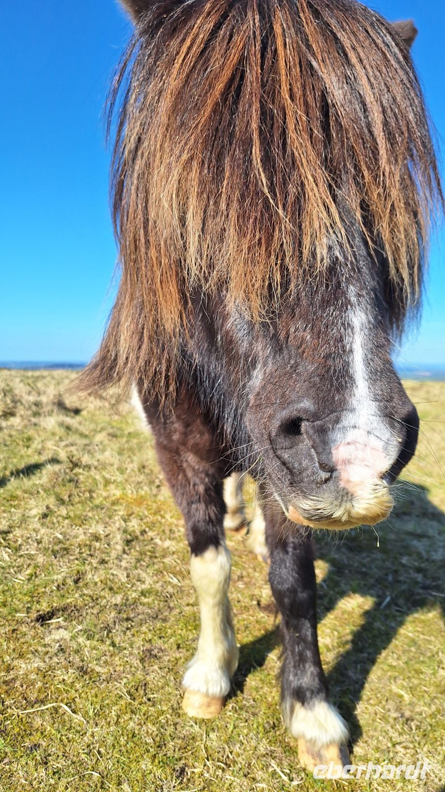 Dartmoor Pony &ndash; &copy; Sinah Witzig (Eberhardt TRAVEL)
