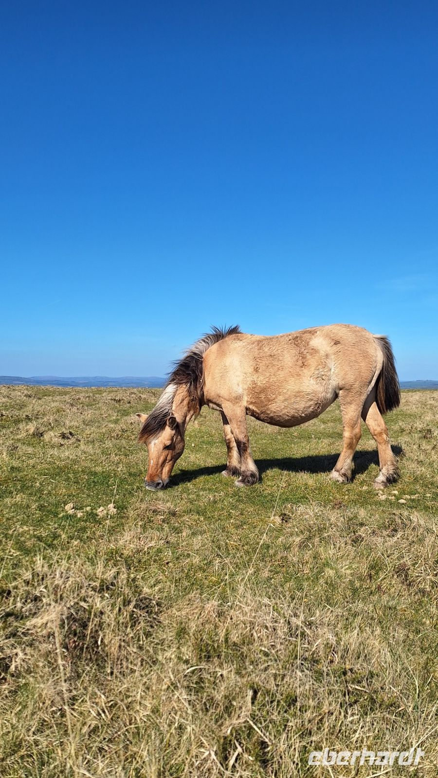 Dartmoor Pony &ndash; &copy; Sinah Witzig (Eberhardt TRAVEL)