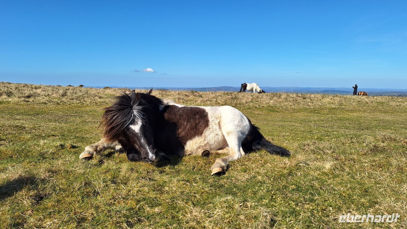 Dartmoor Pony &ndash; &copy; Sinah Witzig (Eberhardt TRAVEL)