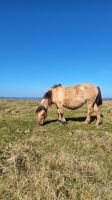 Dartmoor Pony &ndash; &copy; Sinah Witzig (Eberhardt TRAVEL)