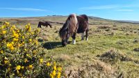Verirrtes Shetland Pony im Dartmoor &ndash; &copy; Sinah Witzig (Eberhardt TRAVEL)