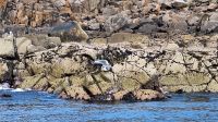 Isles of Scilly: Boot-Safari &ndash; &copy; Sinah Witzig (Eberhardt TRAVEL)