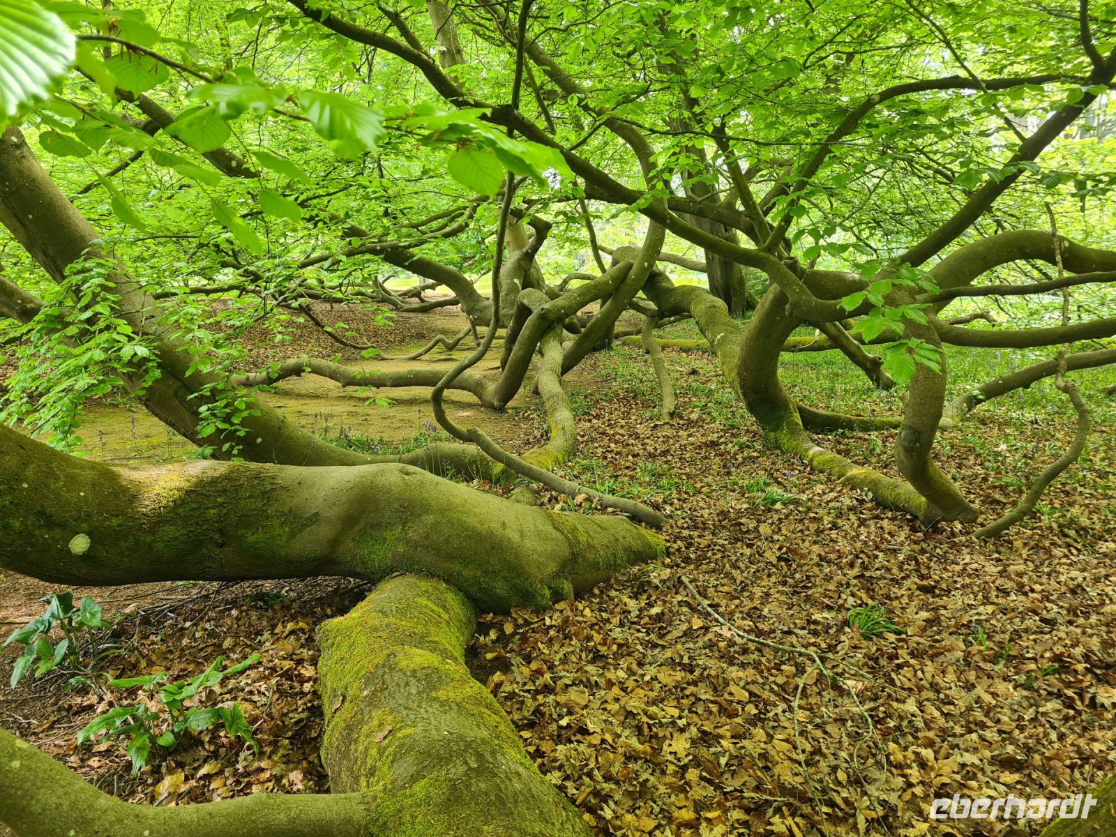 Tag 5 - Arley Arboretum - Eindrücke (7).jpg &ndash; &copy; Jana Wessendorf (Eberhardt TRAVEL)