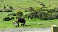 Dartmoor Ponys &ndash; &copy; Sylvia Führ (Eberhardt TRAVEL)