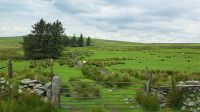 unterwegs im Dartmoor &ndash; &copy; Sylvia Führ (Eberhardt TRAVEL)